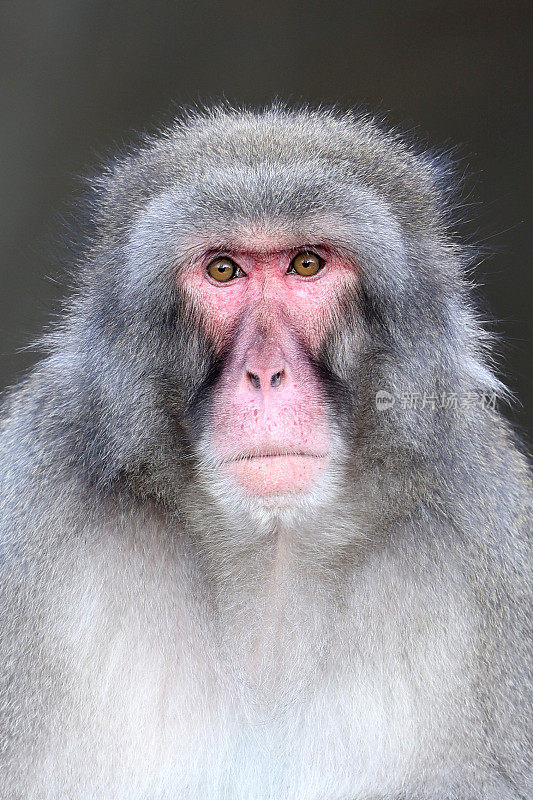 日本猕猴(Macaca Fuscata)，特写镜头